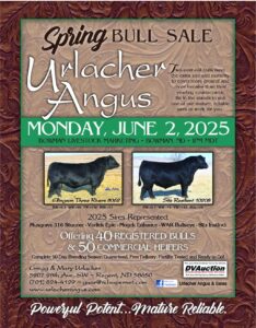 Spring Bull Sale Urlacher Angus @ Bowman Livestock Market